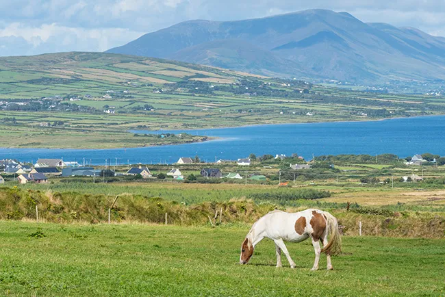 Green Kerry farmland and coastline with a pony grazing in the foreground
