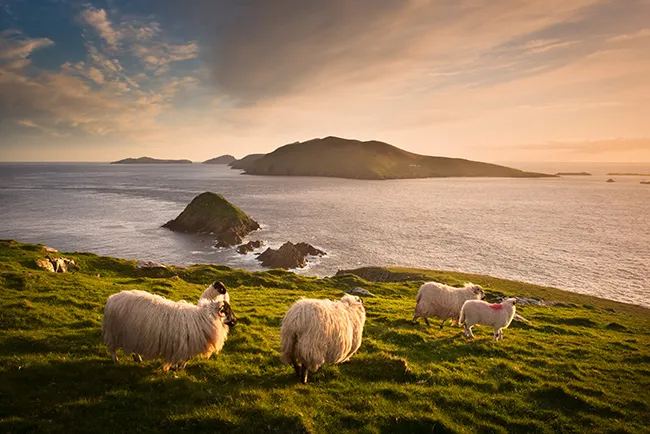 Sheep grazing on a Kerry hillside at sunset beside the sea